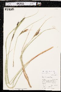 Carex aquatilis var. aquatilis image