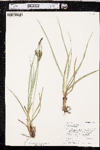 Carex aquatilis var. aquatilis image