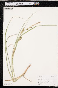 Carex atherodes image