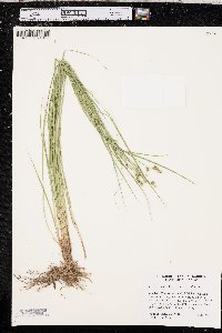 Carex atlantica subsp. atlantica image