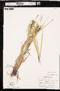 Carex aureolensis image