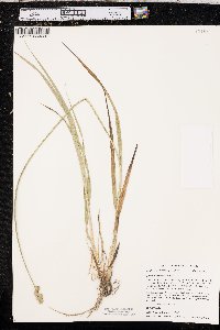 Carex austrina image