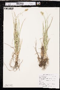 Carex austrina image