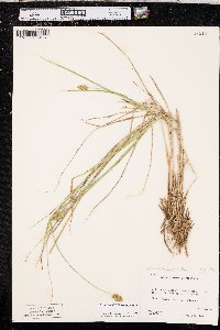 Carex bebbii image