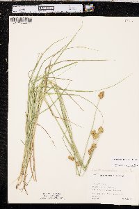 Carex bebbii image