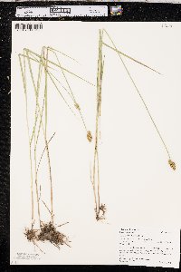 Carex bebbii image