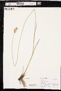 Carex bicknellii image