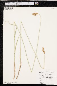 Carex bicknellii var. bicknellii image