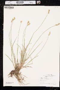 Carex brevior image
