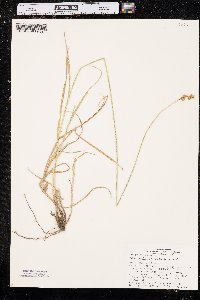 Carex brevior image