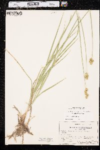Carex brevior image