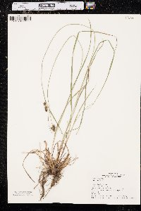 Carex bushii image