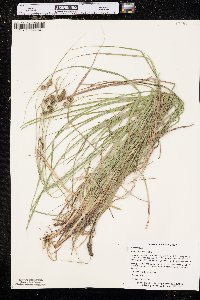 Carex bushii image