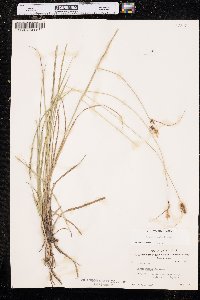 Carex bushii image