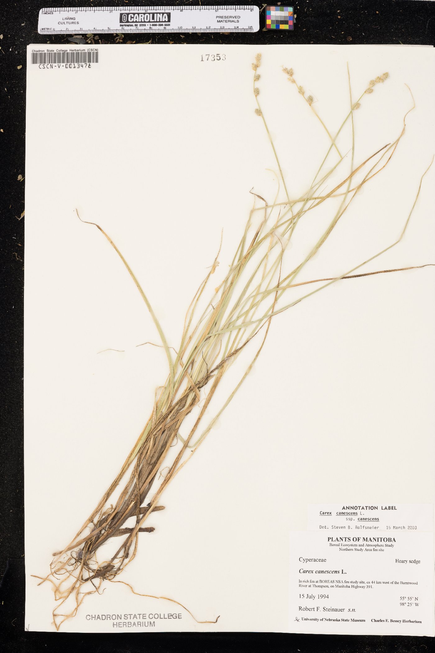 Carex canescens subsp. canescens image