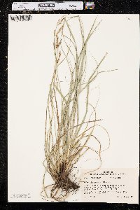 Carex cherokeensis image