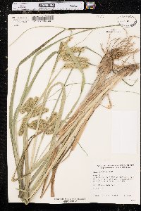 Carex comosa image