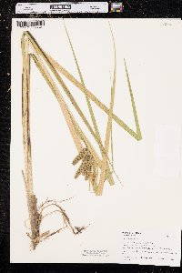 Carex comosa image