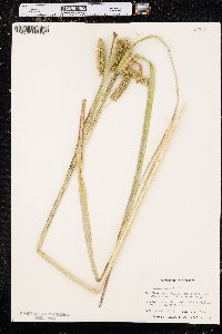 Carex comosa image