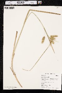 Carex comosa image