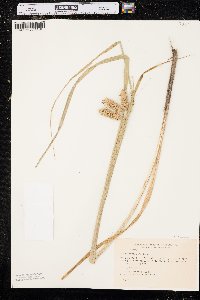 Carex comosa image