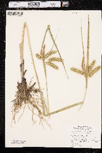 Carex comosa image