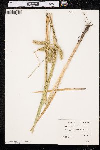 Carex comosa image