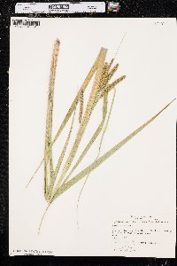 Carex comosa image