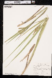 Carex comosa image