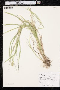 Carex cristatella image