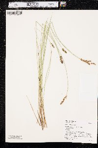 Carex diandra image