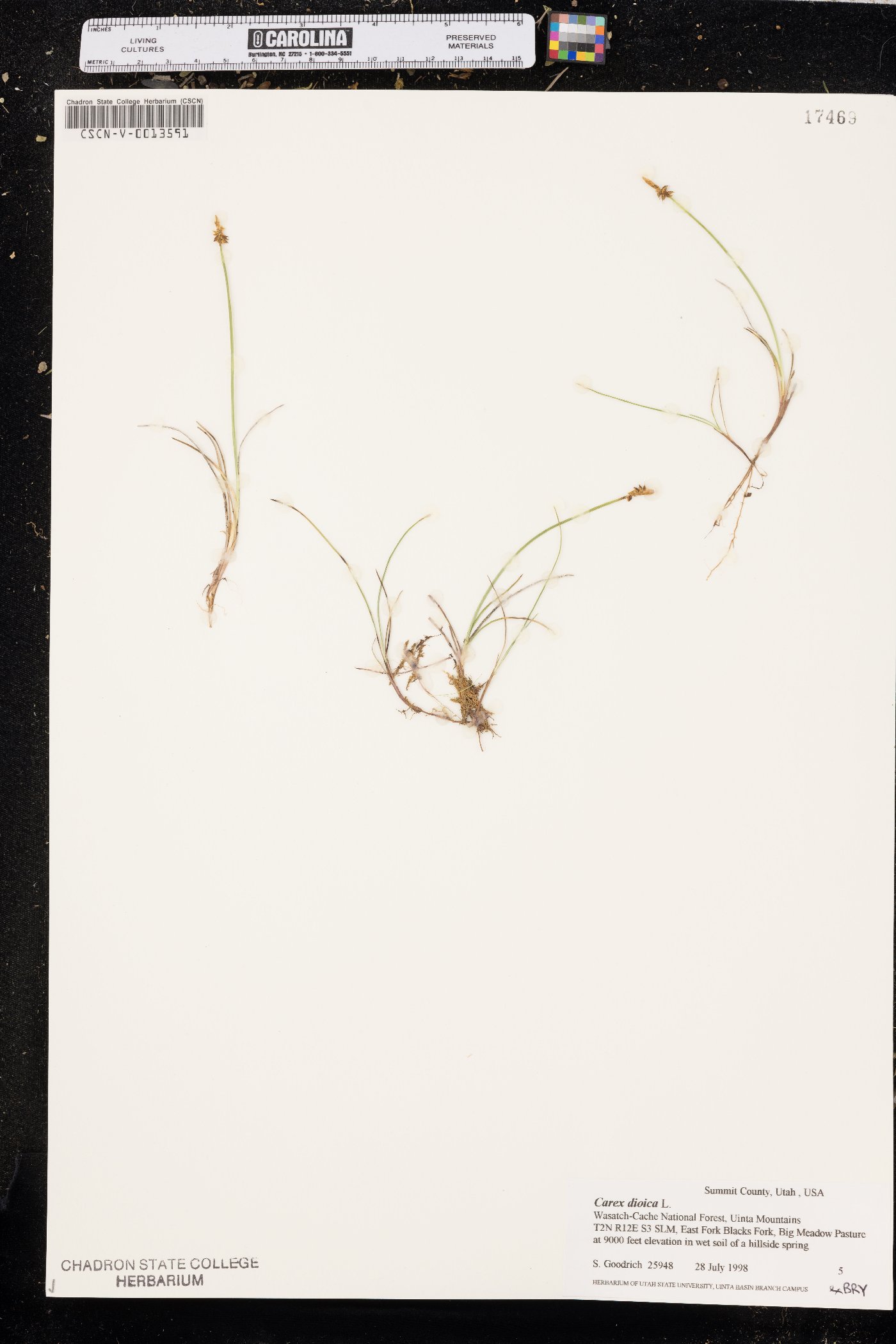 Carex dioica image