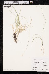 Carex disperma image