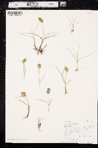 Carex douglasii image