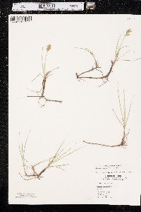 Carex douglasii image