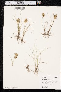 Carex douglasii image