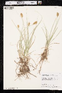 Carex douglasii image