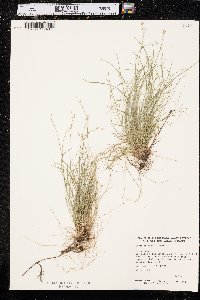 Carex eburnea image