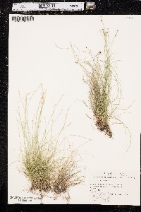 Carex eburnea image