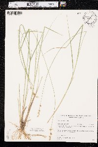 Carex echinata image