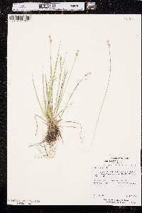 Carex echinata subsp. echinata image