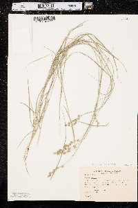 Carex echinodes image