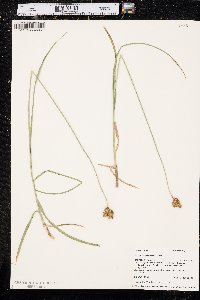 Carex egglestonii image