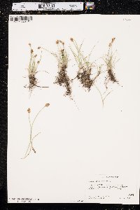 Carex duriuscula image