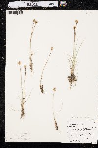 Carex duriuscula image