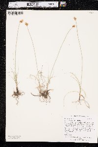 Carex duriuscula image