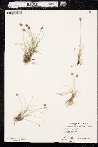 Carex duriuscula image