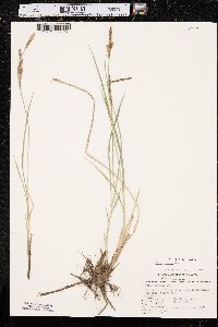 Carex emoryi image