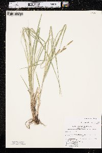 Carex emoryi image