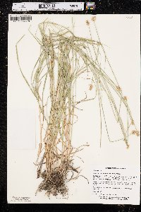 Carex festucacea image